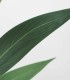 Planta Artificial Strelitzia de 210 cm