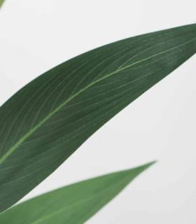 Planta Artificial Strelitzia de 210 cm