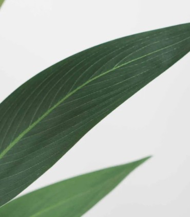 Planta Artificial Strelitzia de 210 cm