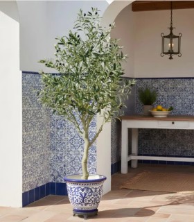 Árbol de Olivo con Aceitunas para Interior