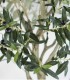 Árbol de Olivo con Aceitunas para Interior
