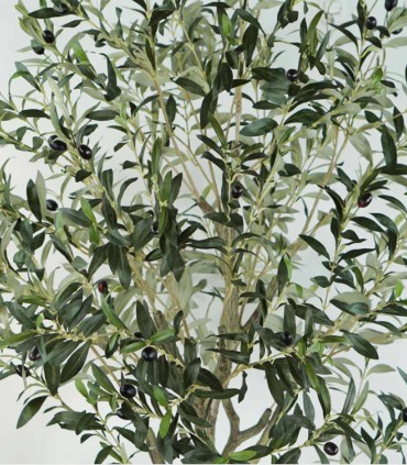 Árbol de Olivo con Aceitunas para Interior