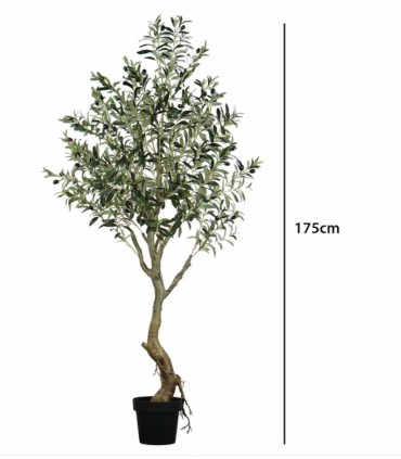 Árbol de Olivo con Aceitunas para Interior de Ambar Muebles