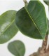 Planta Decorativa de Ficus Artificial