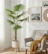 Planta Tropical Decorativa de Interior