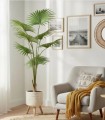 Planta Tropical Decorativa de Interior