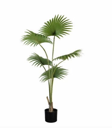 Planta Tropical Decorativa de Interior
