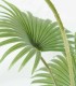 Planta Tropical Decorativa de Interior