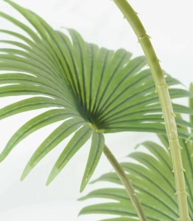 Planta Tropical Decorativa de Interior
