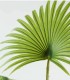 Planta Tropical Decorativa de Interior de Ambar Muebles
