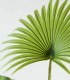 Planta Tropical Grande Decorativa