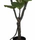 Ficus Lyrata Artificial