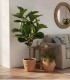 Ficus Lyrata Artificial 130 cm