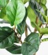 Ficus Lyrata Artificial 130 cm