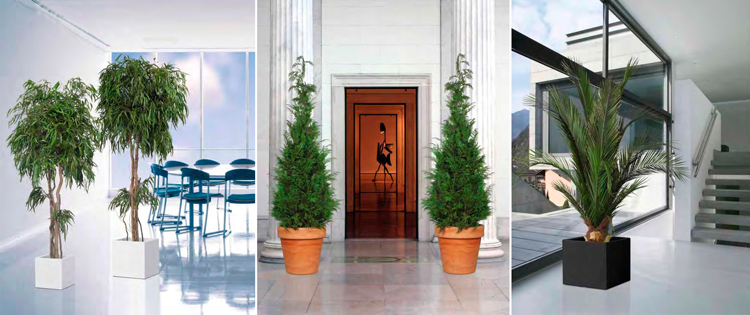 Plantas preservadas de Ámbar Muebles - Eucalyptus | Coníferas | Palmera